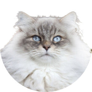 Siberian cat.jpg__PID:0f716f62-5c8a-47b5-b171-7abc8bfe3110