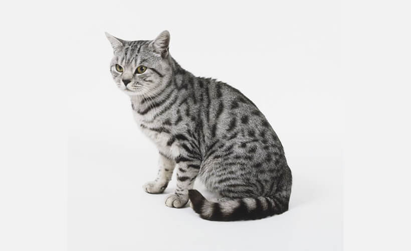 Spotted Tabby American shorthaired cat