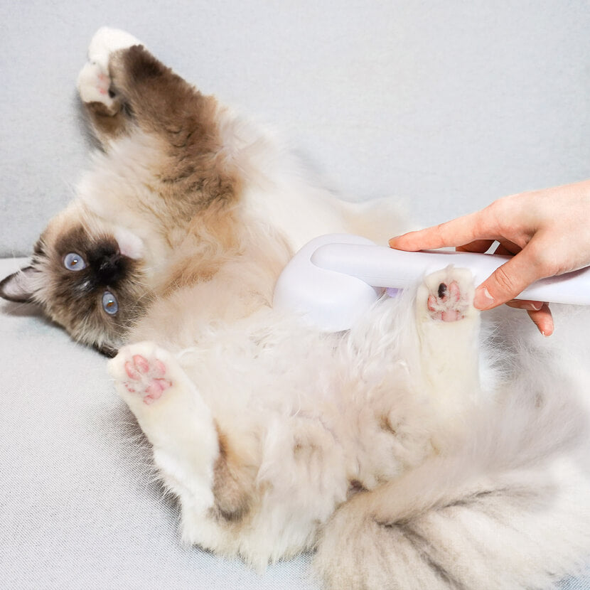 grooming a long-haired cat's belly with aumuca self-cleaning brush