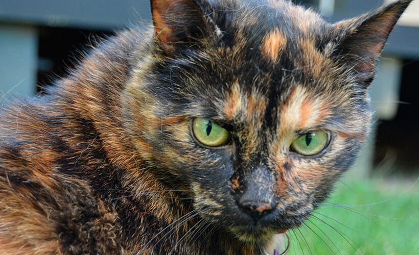 Tortoiseshell american shorthair cat