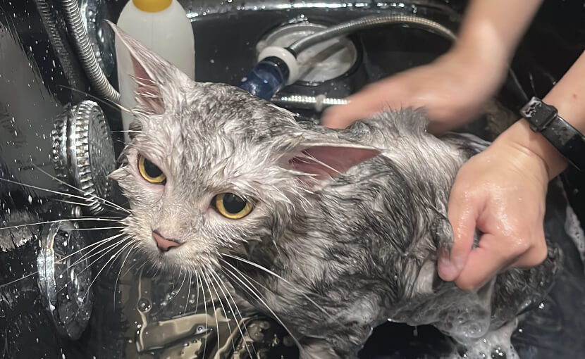 a_American_shorthaired_cat_bath