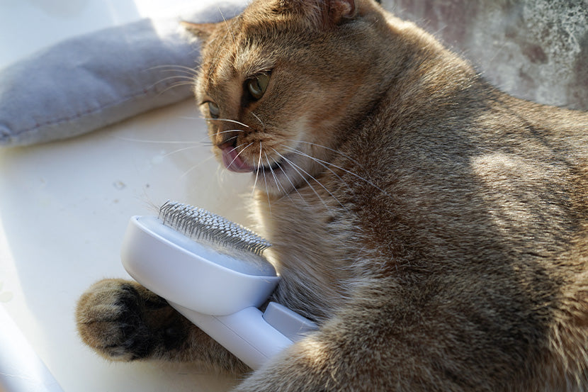 un bouton de déverrouillage de la brosse pour chat