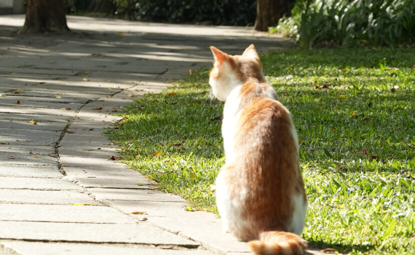 un chat orange assis au soleil