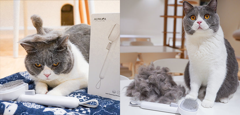 aumuca_self_cleaning_slicker_brush_pet_supplies_cat_brushes_for_longhair_and_shorthair_cats_grooming_tool_undercoat_comb_suit_for_shedding_and_brushing_with_british_cat