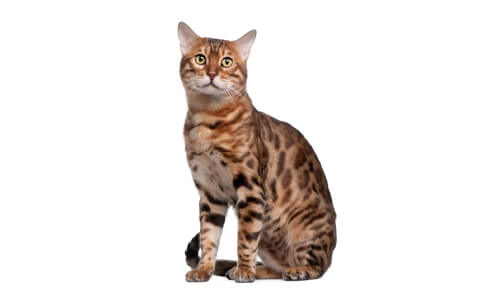 A bengal cat sitting calmly embodying the unique characteristics of non-shedding and low-shedding cat breeds with its hairless appearance.