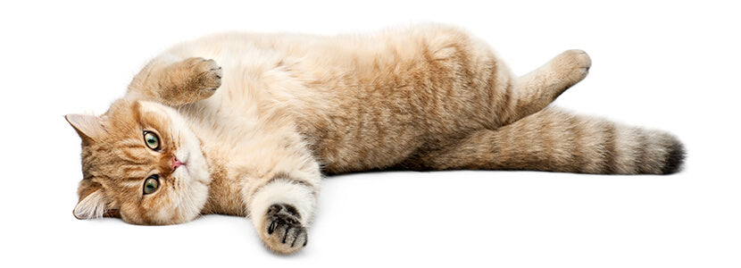 british shorthair lying being brushed