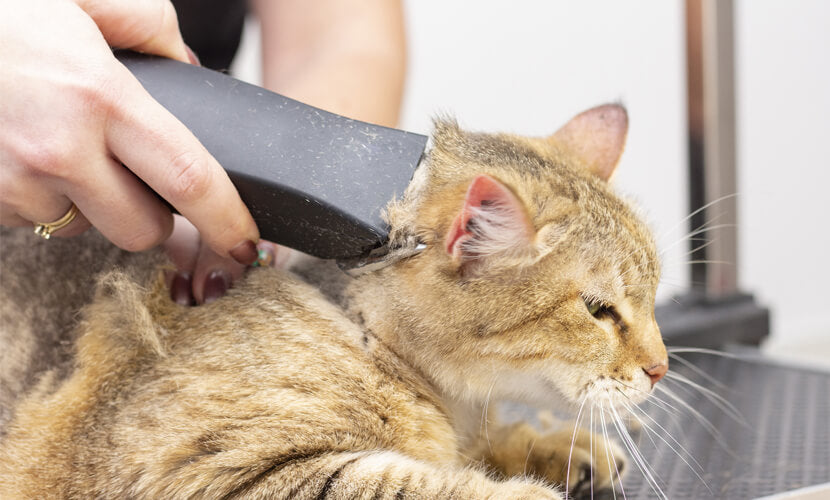cat shaving hair