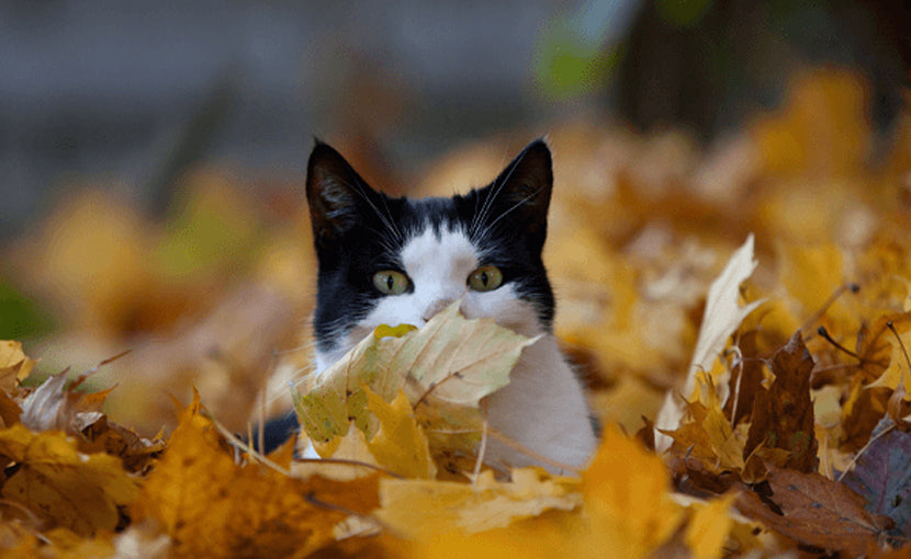 cat at autumn shedding cat hair