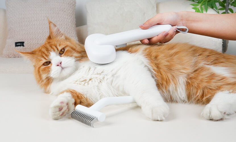 cat brush Regular Grooming Instead of Shaving