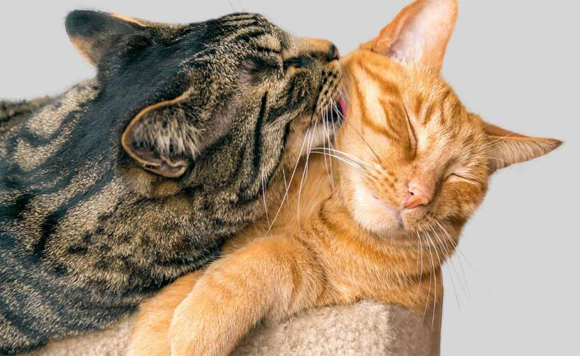 cat lick each other