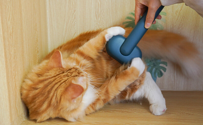 chat joue avec la brosse lisse pour chat aumuca