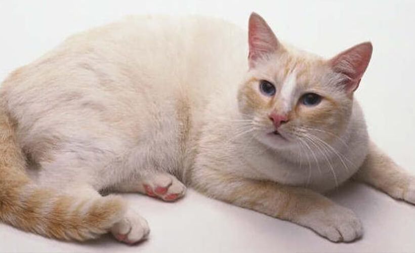 cream american shorthair