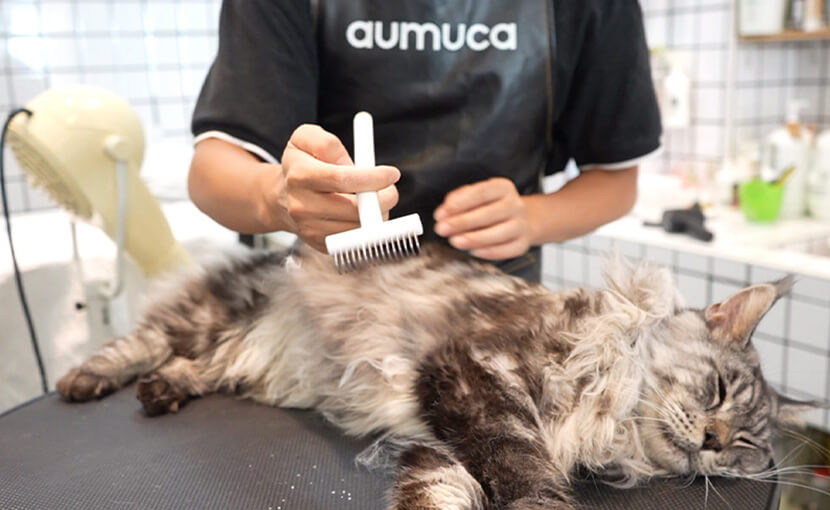 dematting rake with long haired cat to removal