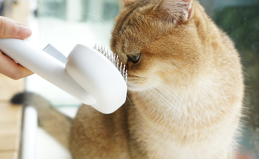 how often should I brush my cat does cat like to brushed