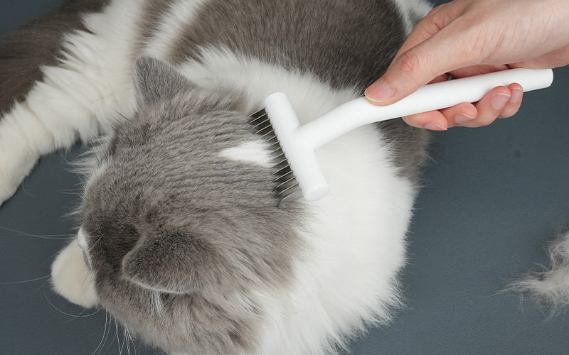 long haired cat with aumuca dematting tool