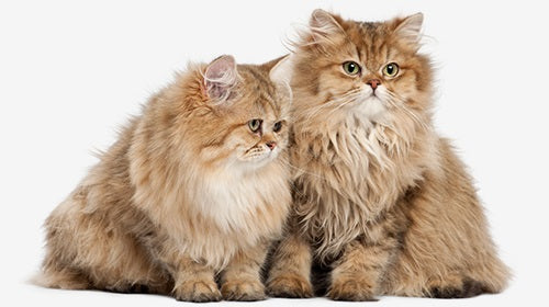 longhair cat breeds.jpg__PID:4236757d-0c05-4ec8-88ec-45572181b1a4