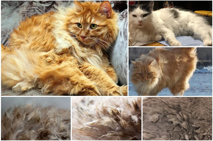 many longhaired cat matted and hair knots