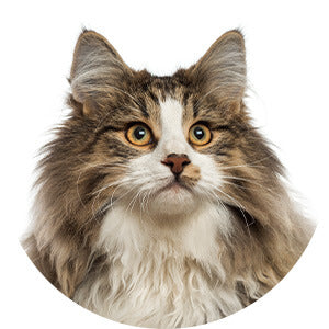 Norwegian Forest Cat