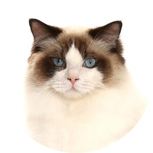 ragdoll.jpg__PID:07add2aa-0f71-4f62-9c8a-97b5f1717abc