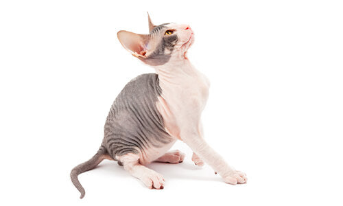 A sphynx kitten sitting calmly embodying the unique characteristics of non-shedding and low-shedding cat breeds with its hairless appearance.