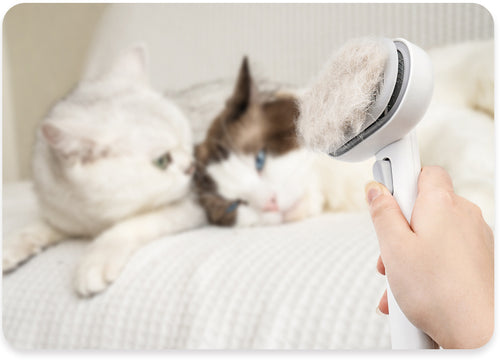 Long-haired cat being groomed with a brush designed for long fur., excessive grooming in cats