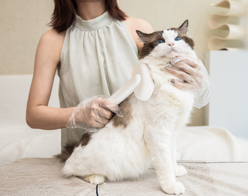 Cat owner bonding with their feline through grooming by aumuca cat brush