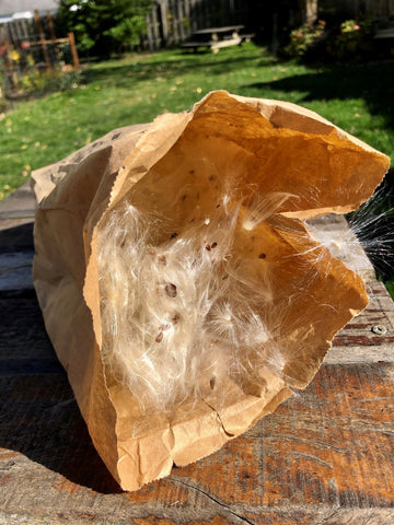 Clean Milkweed Seeds with a Paper Bag 