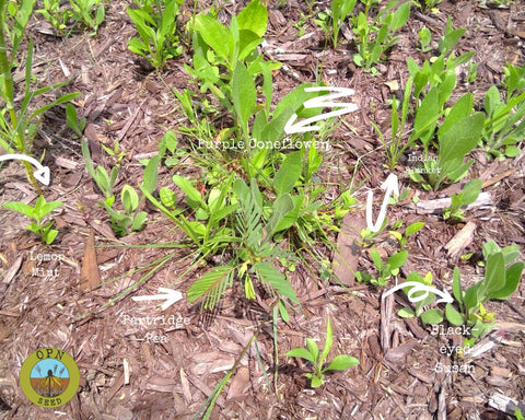 Example of a First Year Native Planting