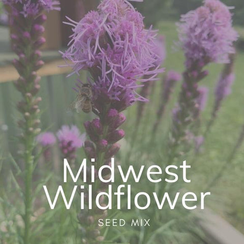 Midwest Wildflower Seed Mix 