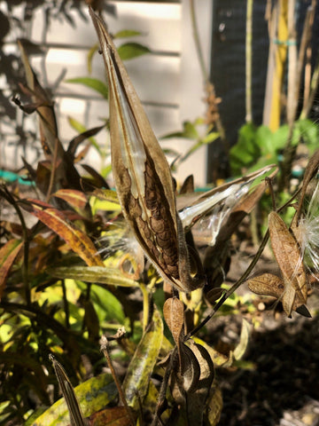 Split Milkweed Pod 