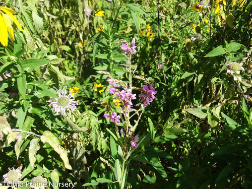 Wild Senna Seeds – Vermont Wildflower Farm