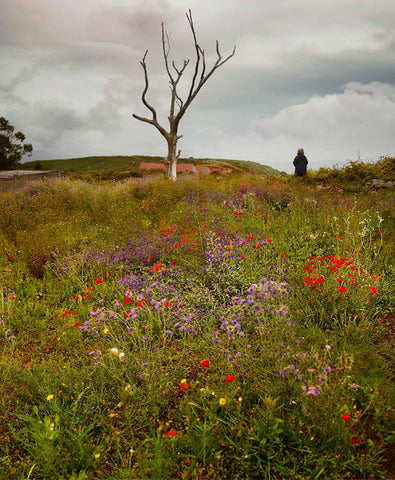 Coruna - bloemen, 2019, Fotografía, 25 x 20 cm