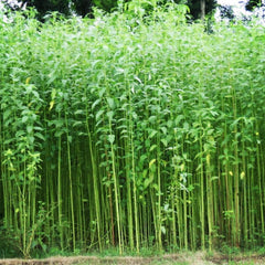 Bangladesh jute plant - makes sustainable products