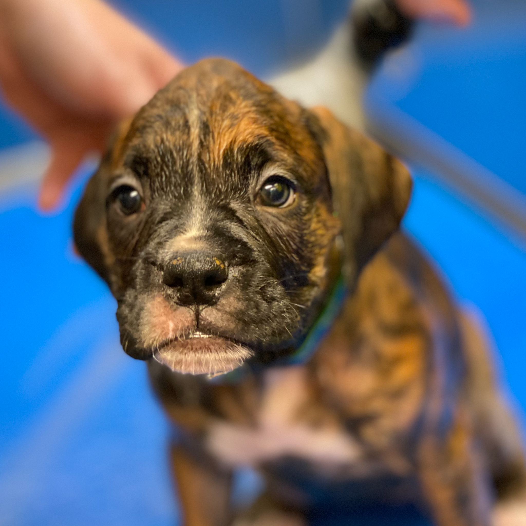 1st Puppy Bath