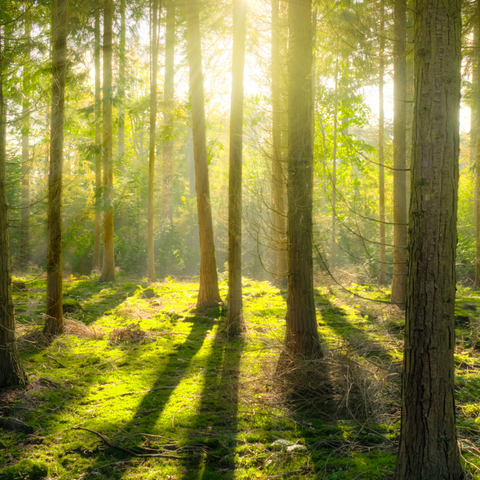 An Image Of Forest With Sun Shining Through The Tall Trees