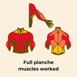 full-planche-muscles-worked