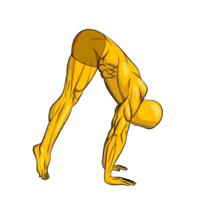 pike-press-isometric-hold-parallettes-calisthenics-shoulder-exercise