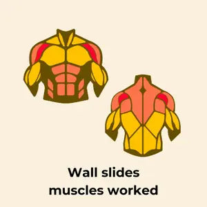 wall-slides-muscles-worked