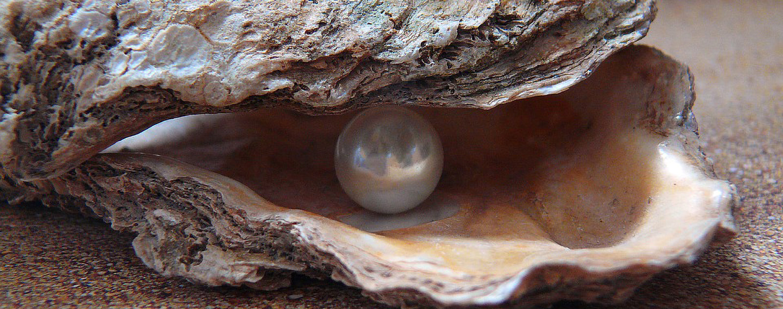 Perle de culture à l'intérieur d'une huître