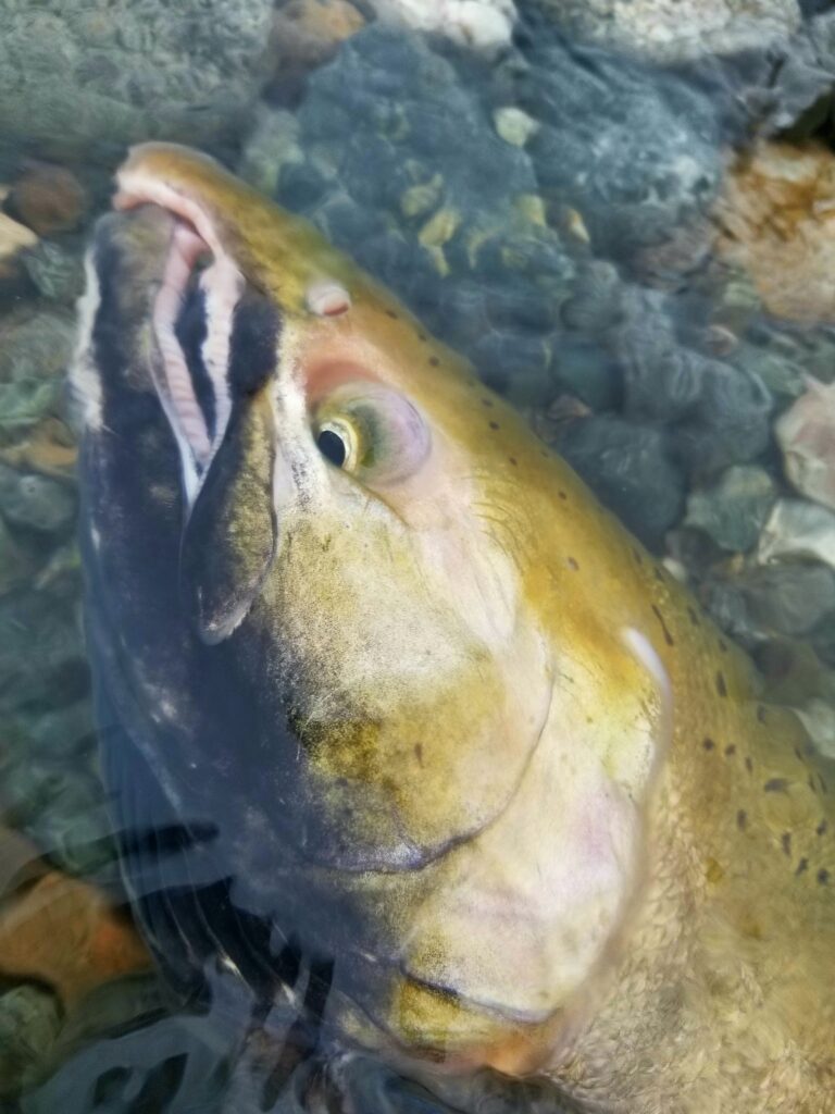 river_fishing_C/V_end_of_season_coho_Nov'23