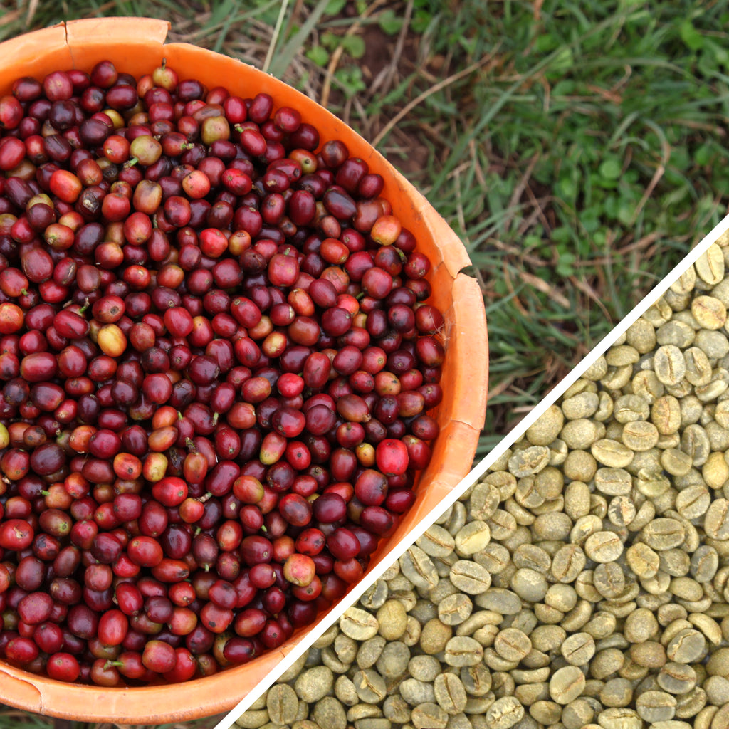 Green Coffee Beans Galapagos Islands │Shop Online Canada│Terra