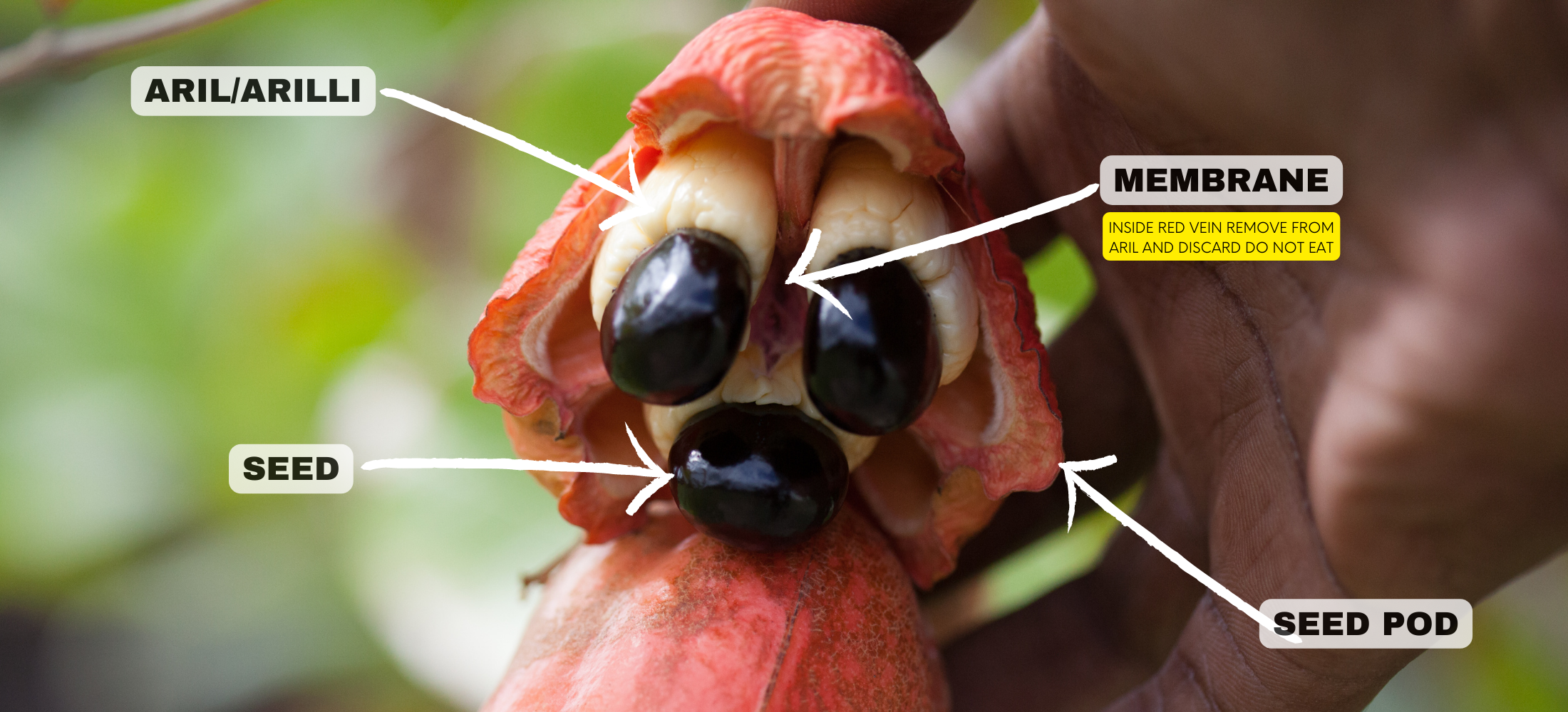 Misstee blog, Jamaican Ackee & Saltfish. Parts of ackee fruit explained