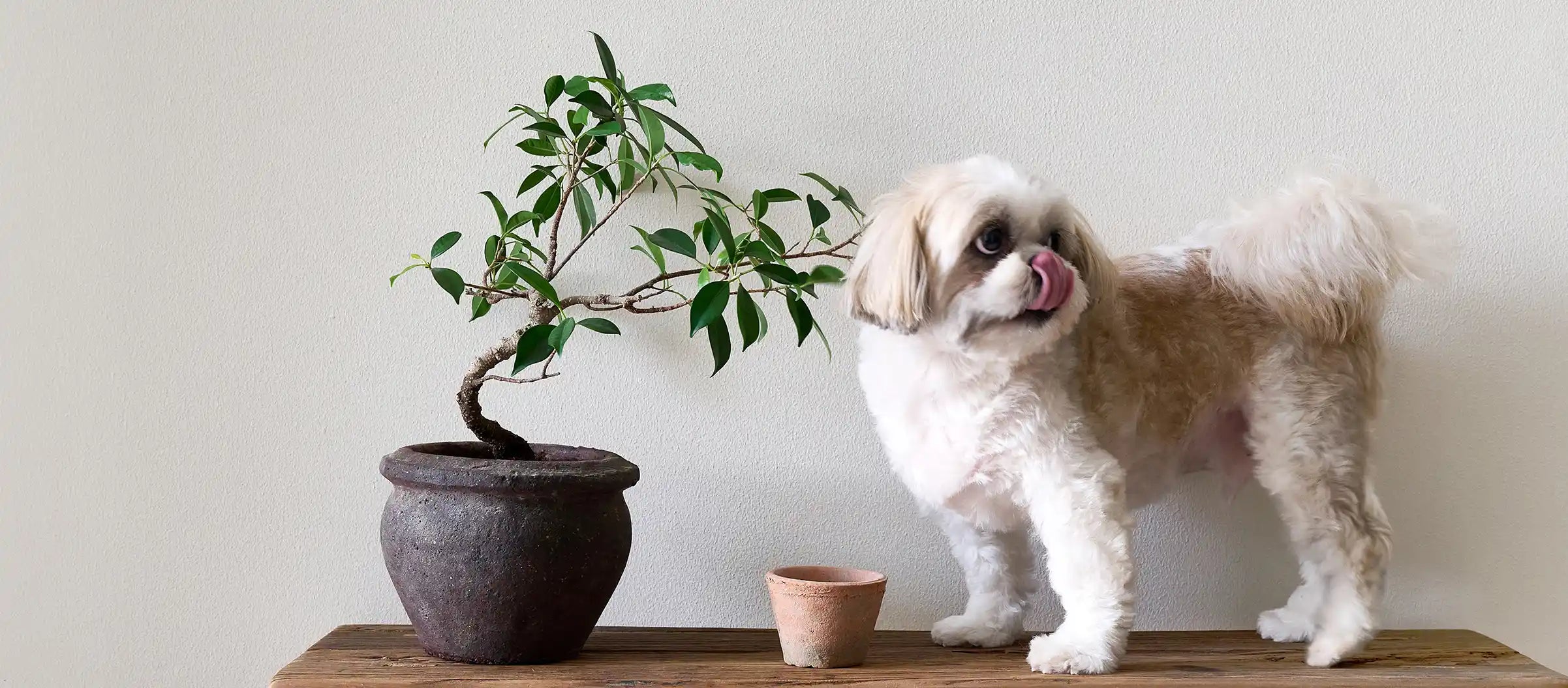 A small dog standing on a table next to a potted bonsai tree.