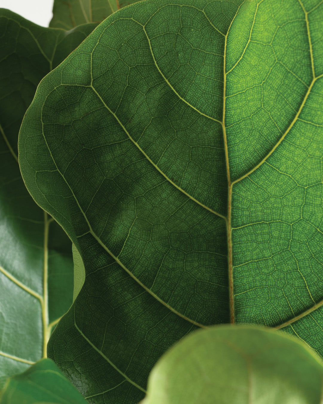 Close-up view of green fiddle leaf fig leaves with prominent veins.