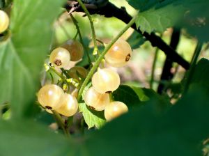 yellow berries between green leaves