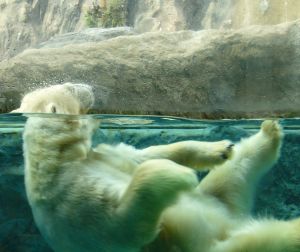 polar bear in bright spring water