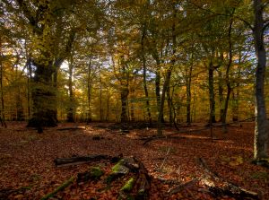 dark autumn woods