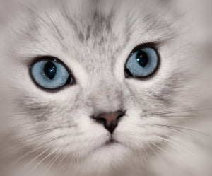 blue eye white fur cat