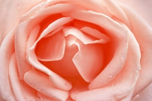 pink rose close up