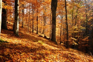 orange autumn forest